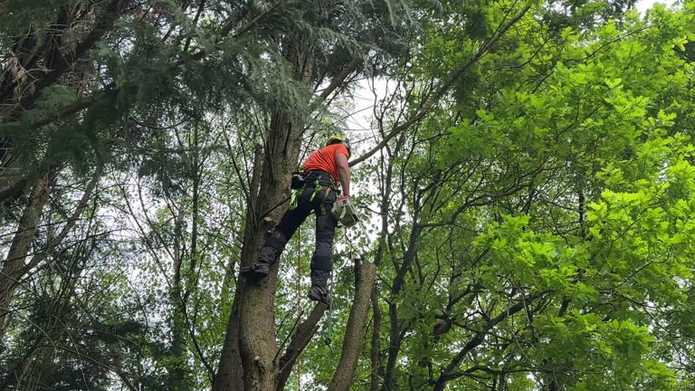 How Our Tree Care Process Works  in  Fort Wright, KY